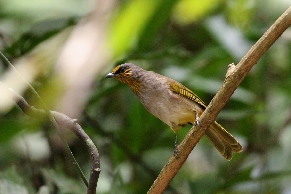 Stripe-throated Bulbul - ML78288541