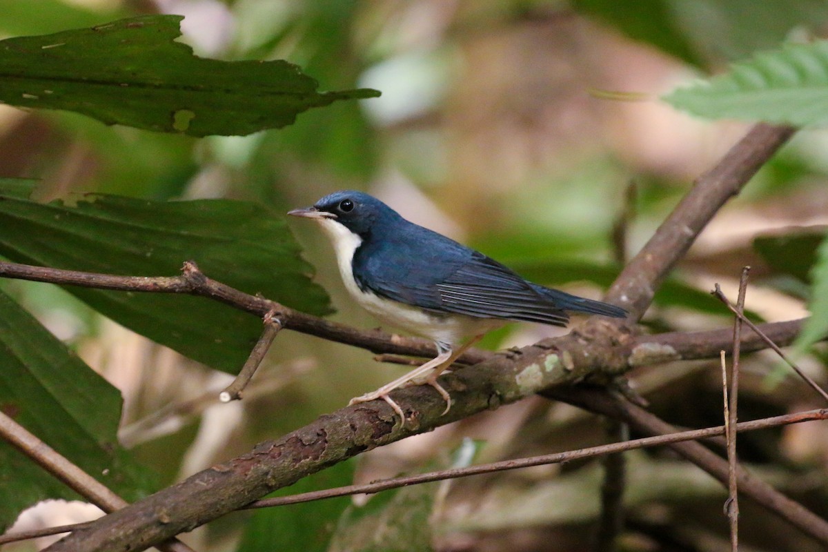 Siberian Blue Robin - ML78288561