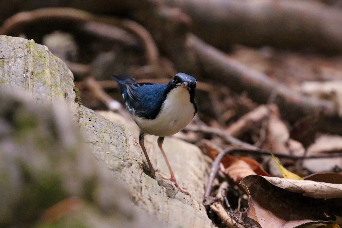 Siberian Blue Robin - ML78288581