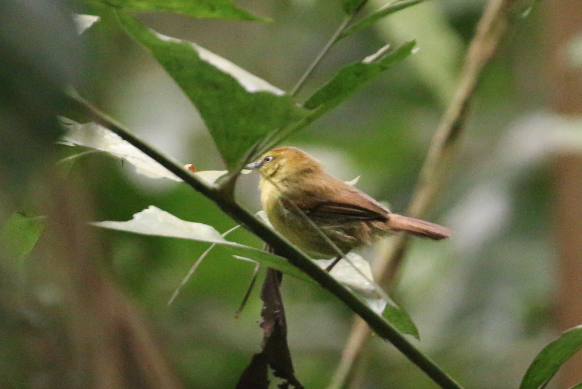 Pin-striped Tit-Babbler (Pin-striped) - ML78288591