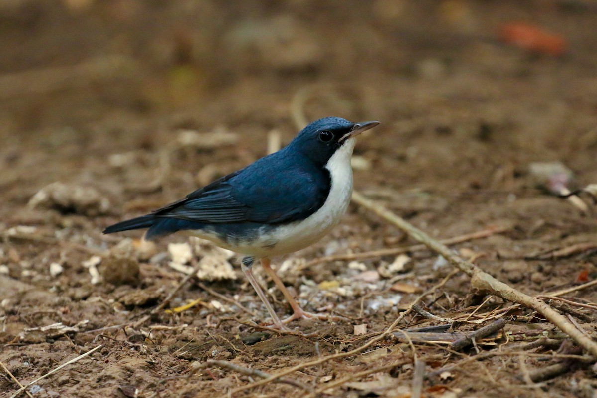 Siberian Blue Robin - Tommy Pedersen