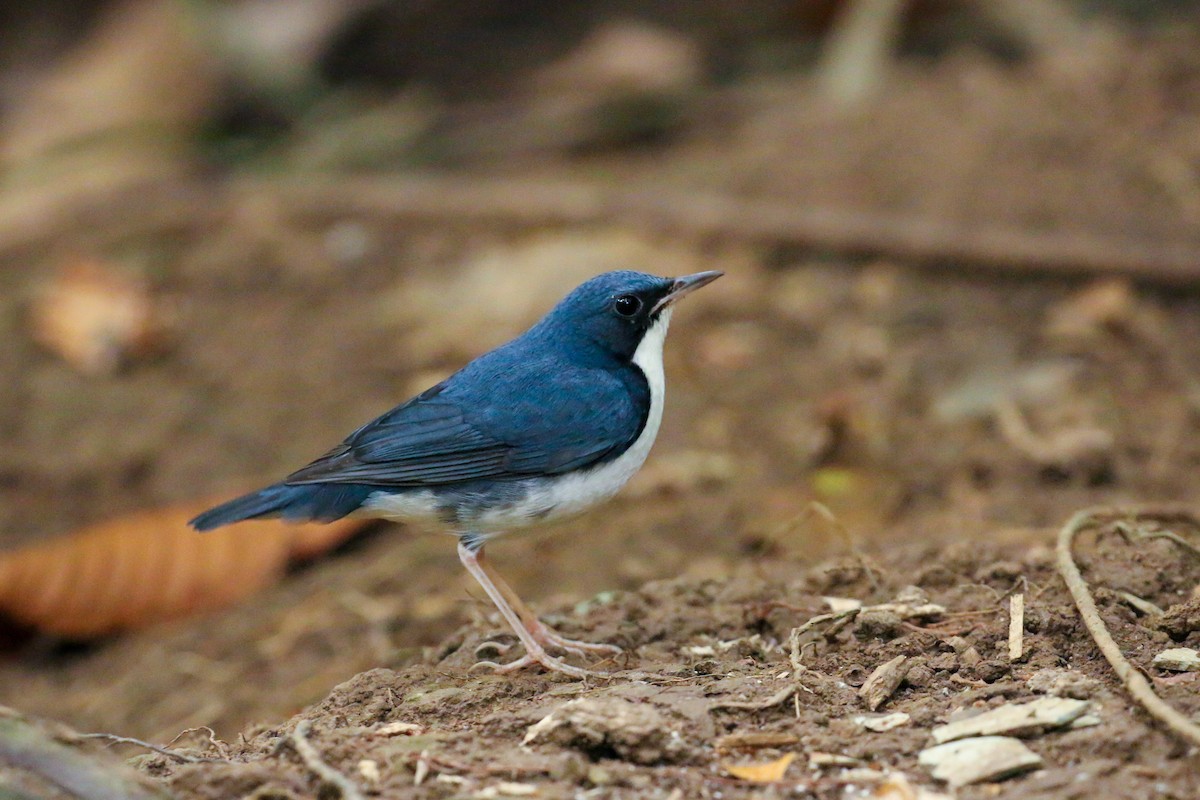 Siberian Blue Robin - ML78288661