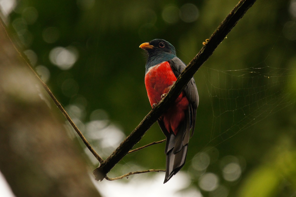 svarthaletrogon - ML78291101