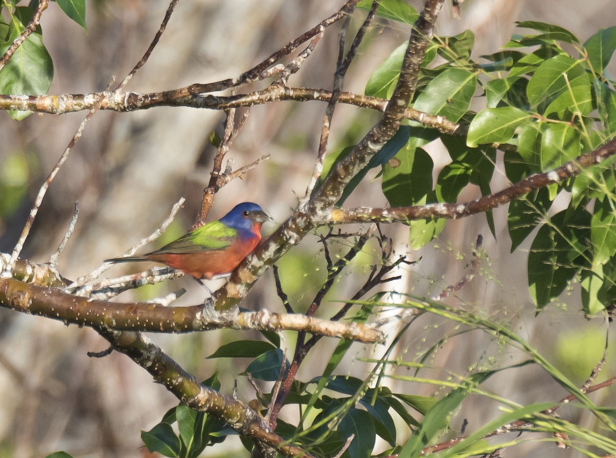 Painted Bunting - ML78294051