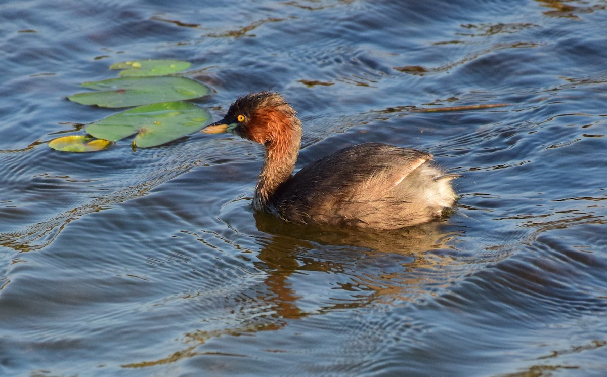 Little Grebe - mathew thekkethala
