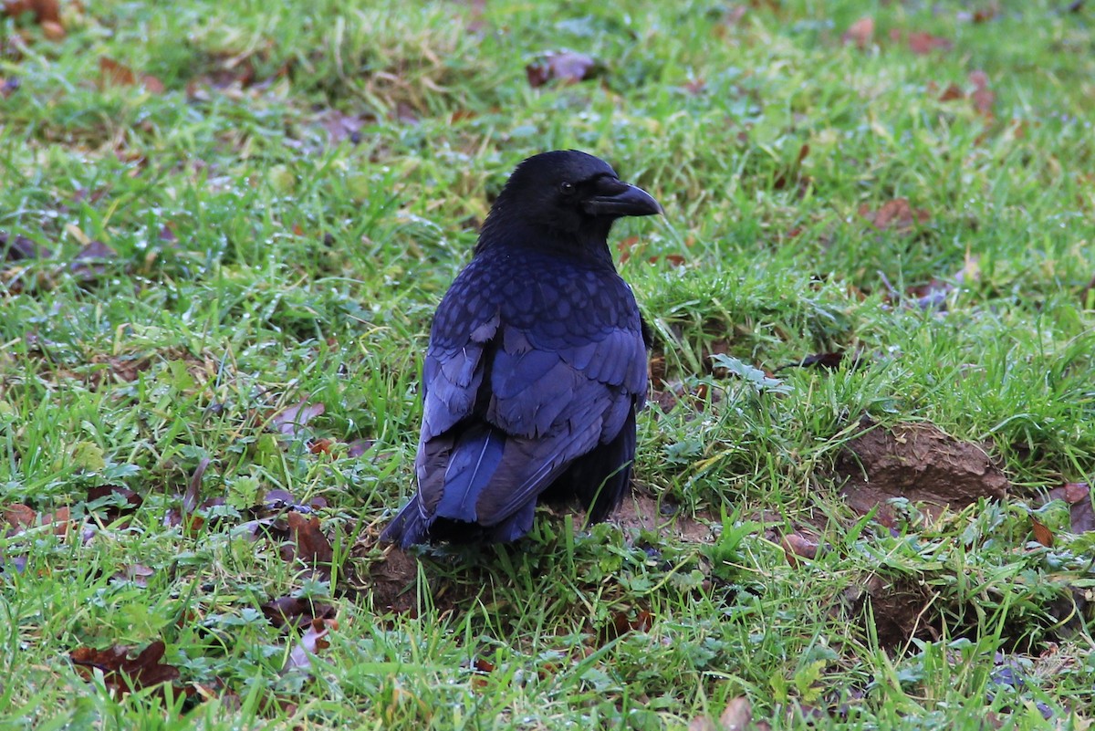 Carrion Crow - ML78295211