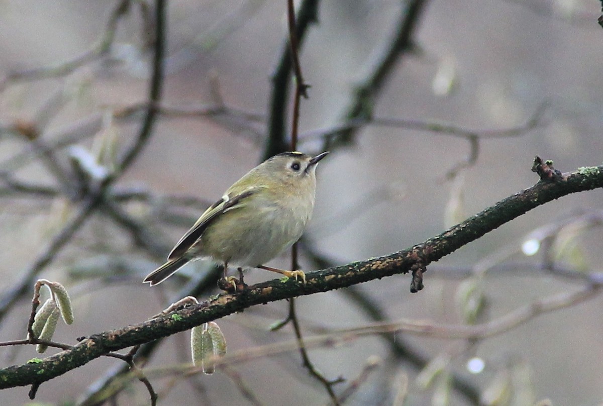 Wintergoldhähnchen - ML78295301