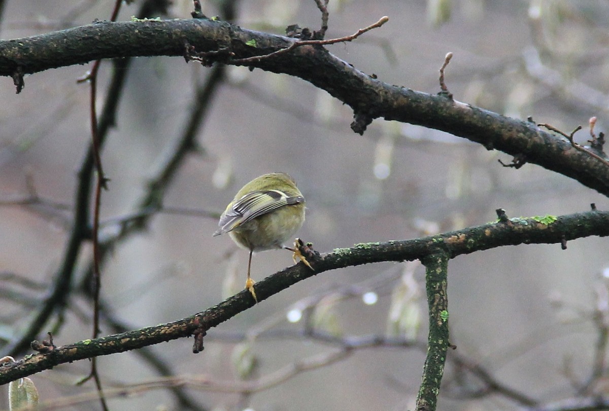 Goldcrest - ML78295331