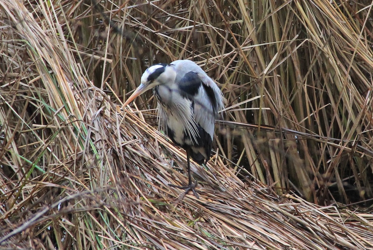 Gray Heron - ML78295511