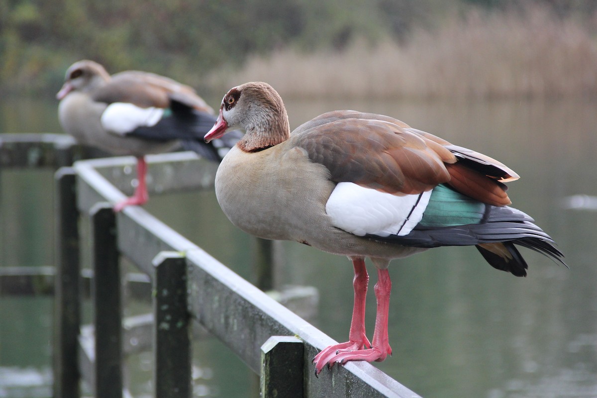 Egyptian Goose - ML78296191