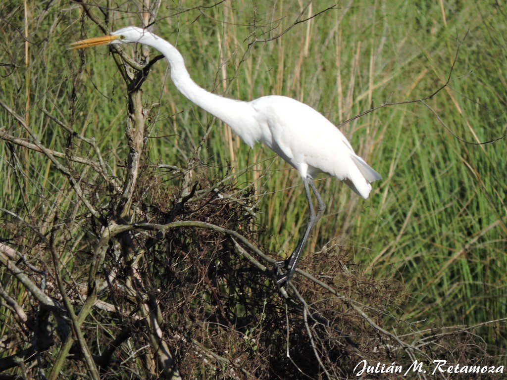 Great Egret - ML78296651