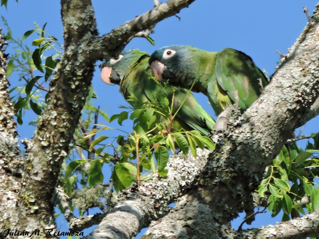 Blue-crowned Parakeet - Julián Retamoza