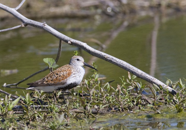 Dunlin - ML78297401