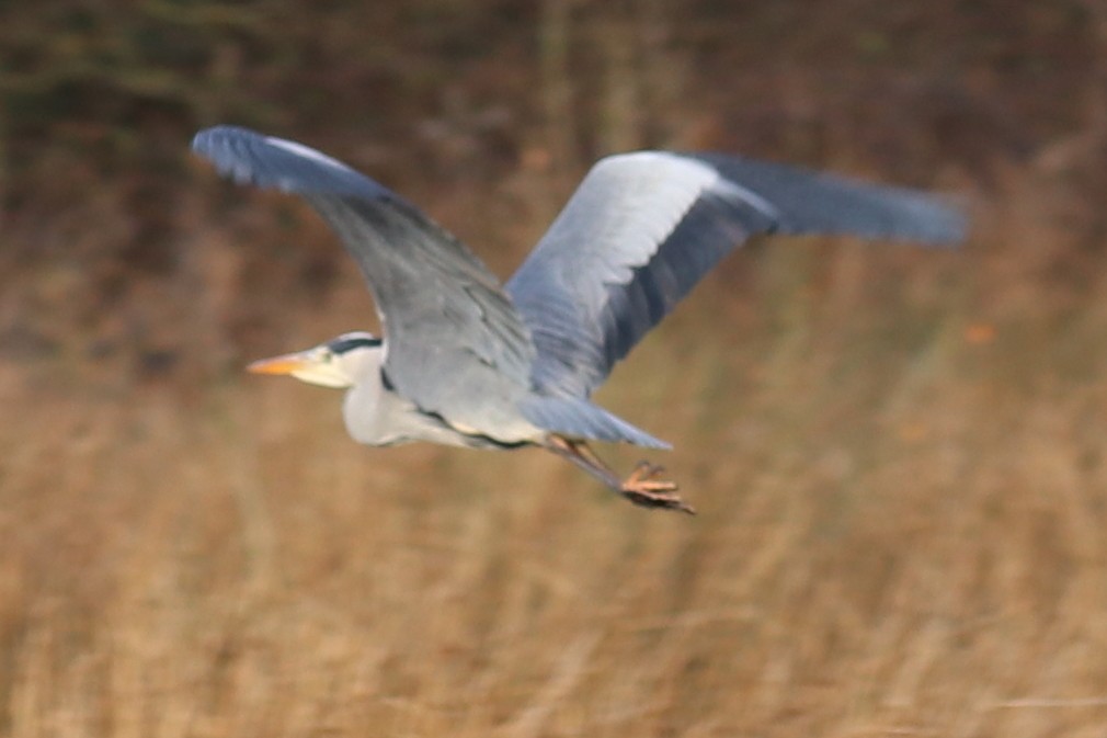 Gray Heron - ML78297461