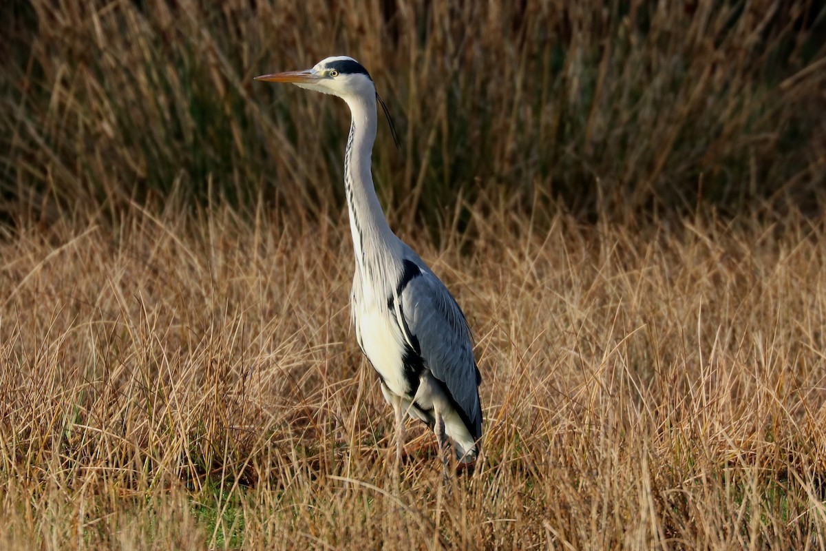 Gray Heron - ML78297551