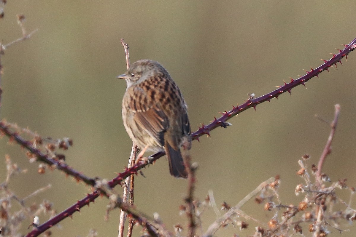 Dunnock - ML78297571