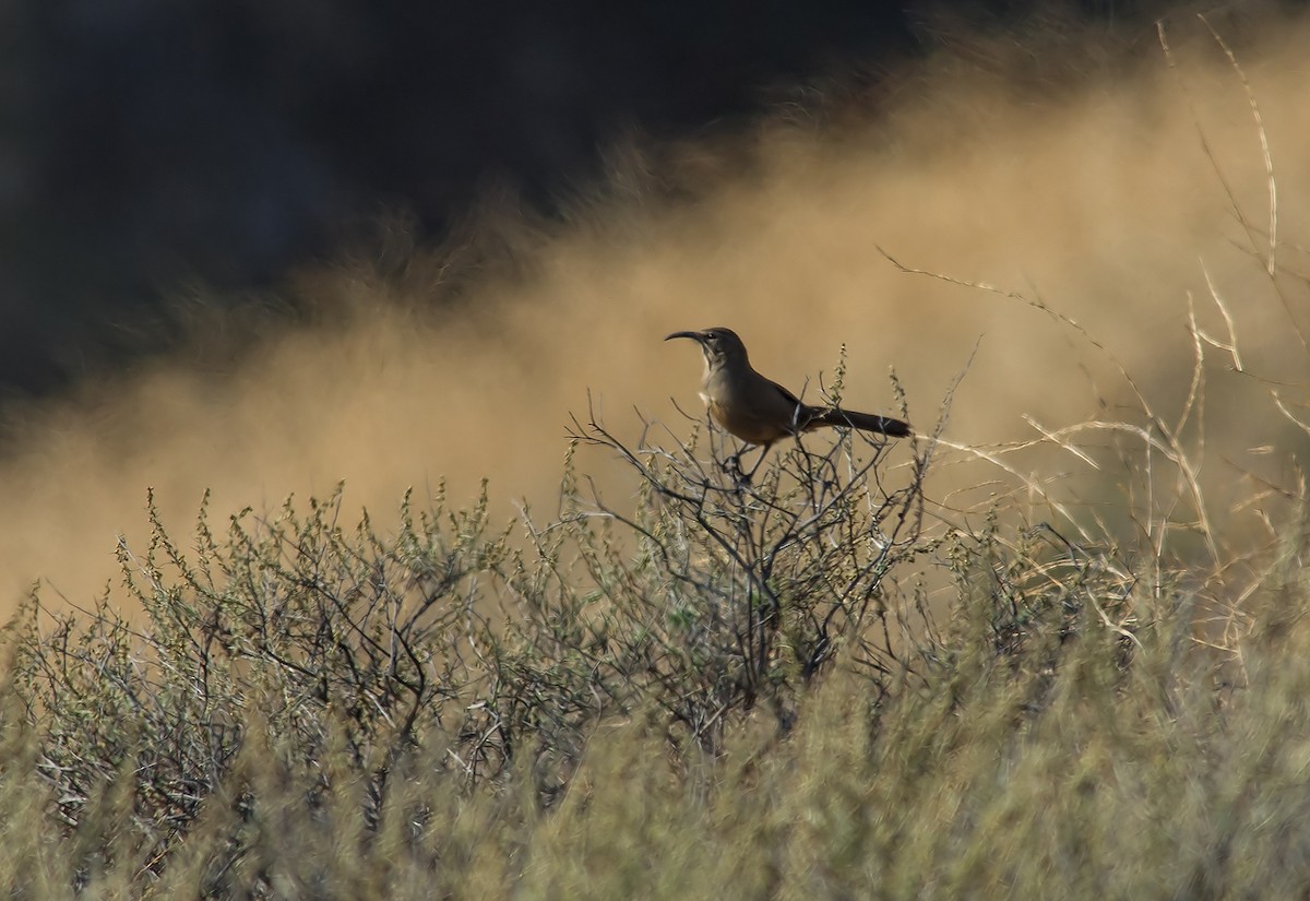 California Thrasher - ML78298361