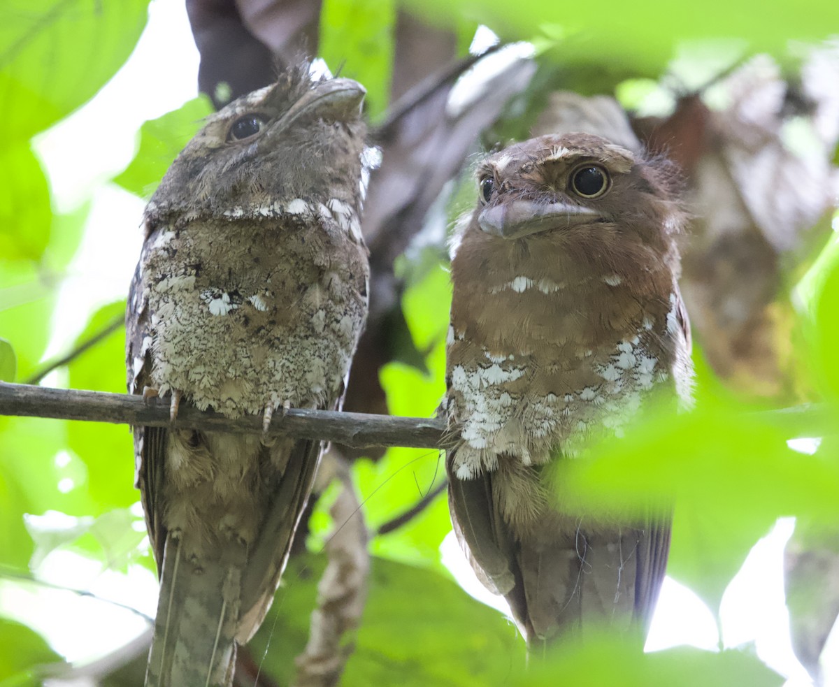 Sri Lanka Frogmouth - ML78298641