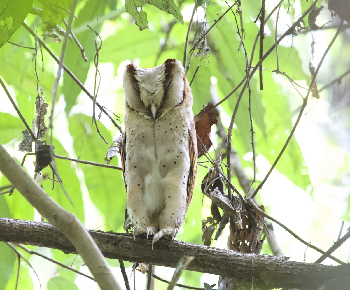 Sri Lanka Bay-Owl - ML78298761