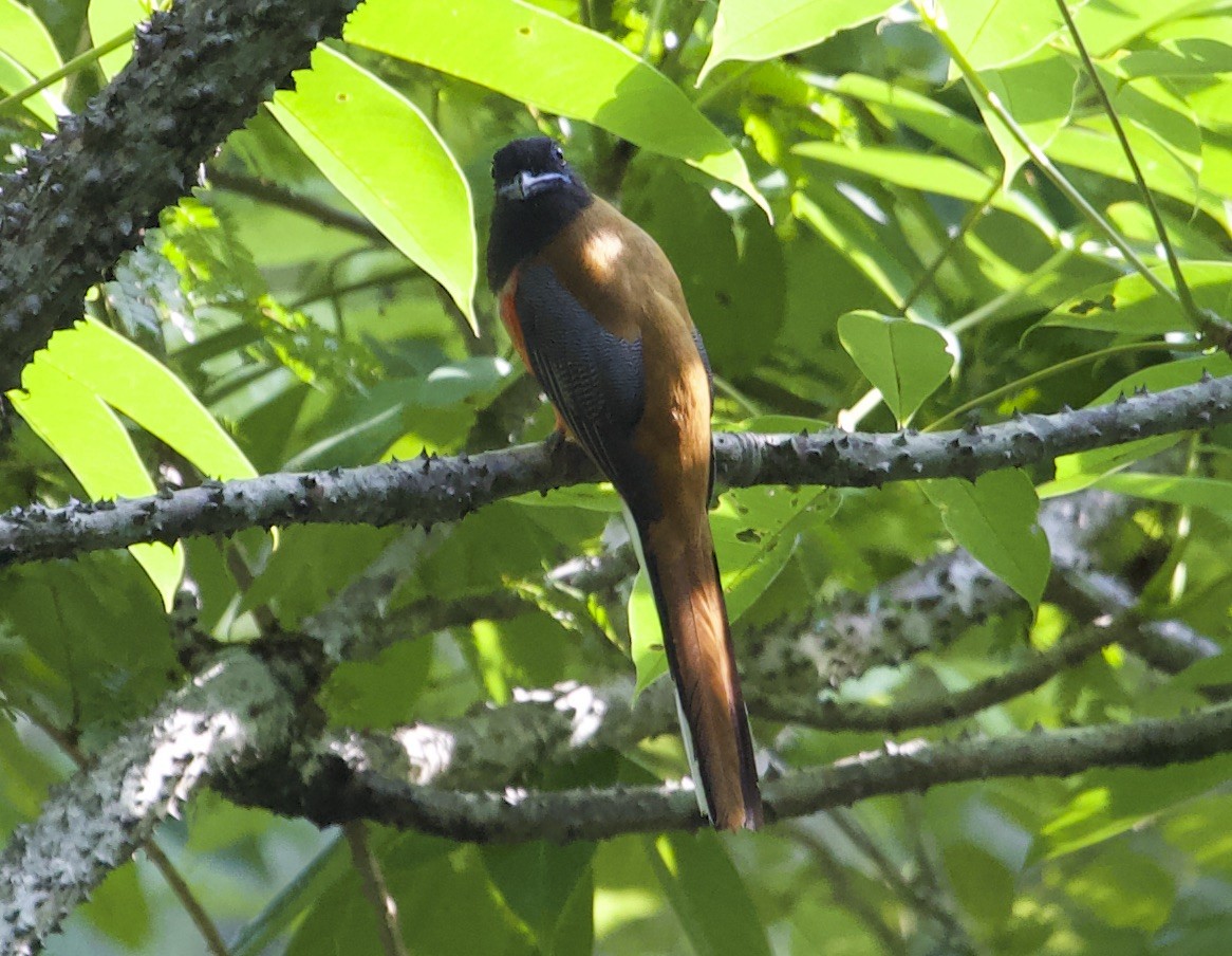 Malabar Trogon - jaya samkutty