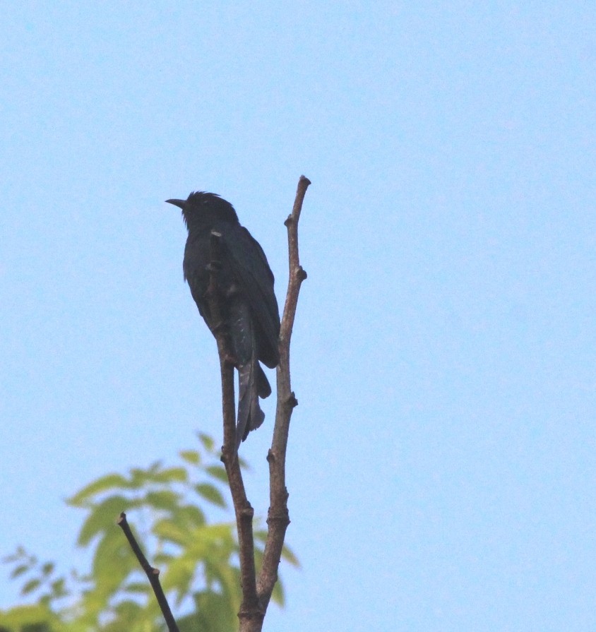 Fork-tailed Drongo-Cuckoo - Bindu  K
