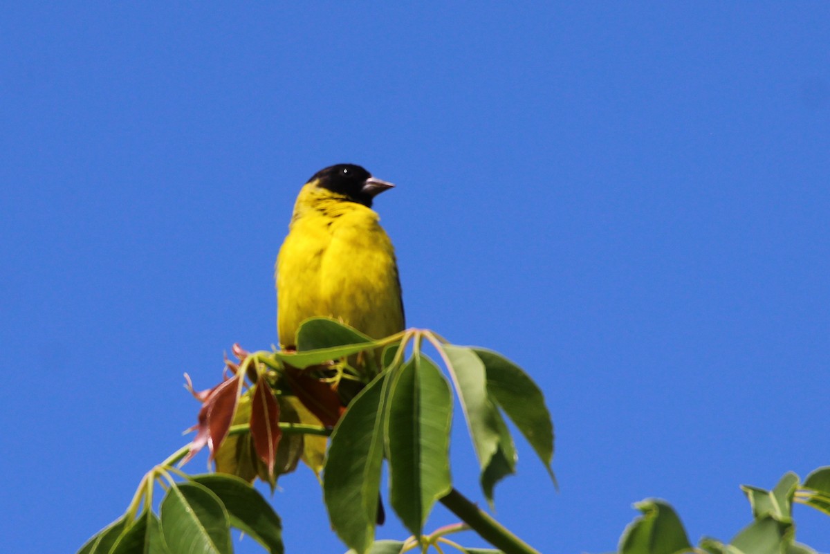 Hooded Siskin - ML78299141