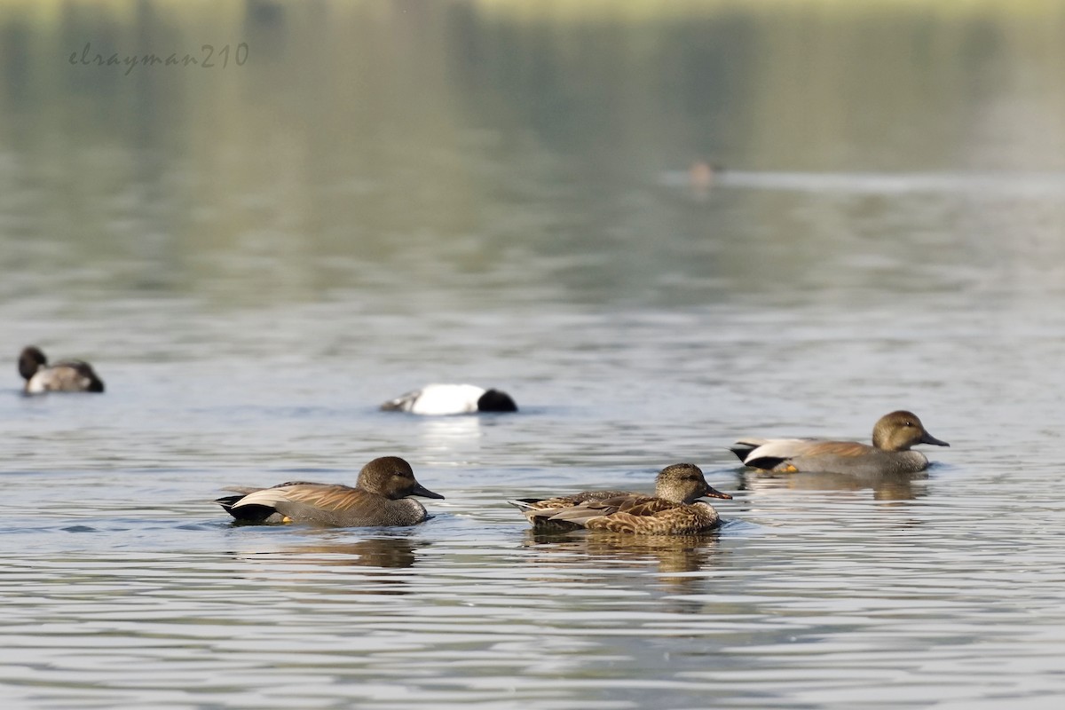 Gadwall - ML78299491