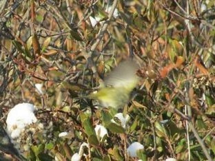 Orange-crowned Warbler - ML78299521