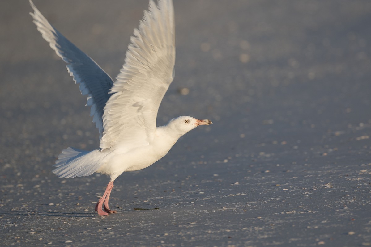 Glaucous Gull - ML78299641