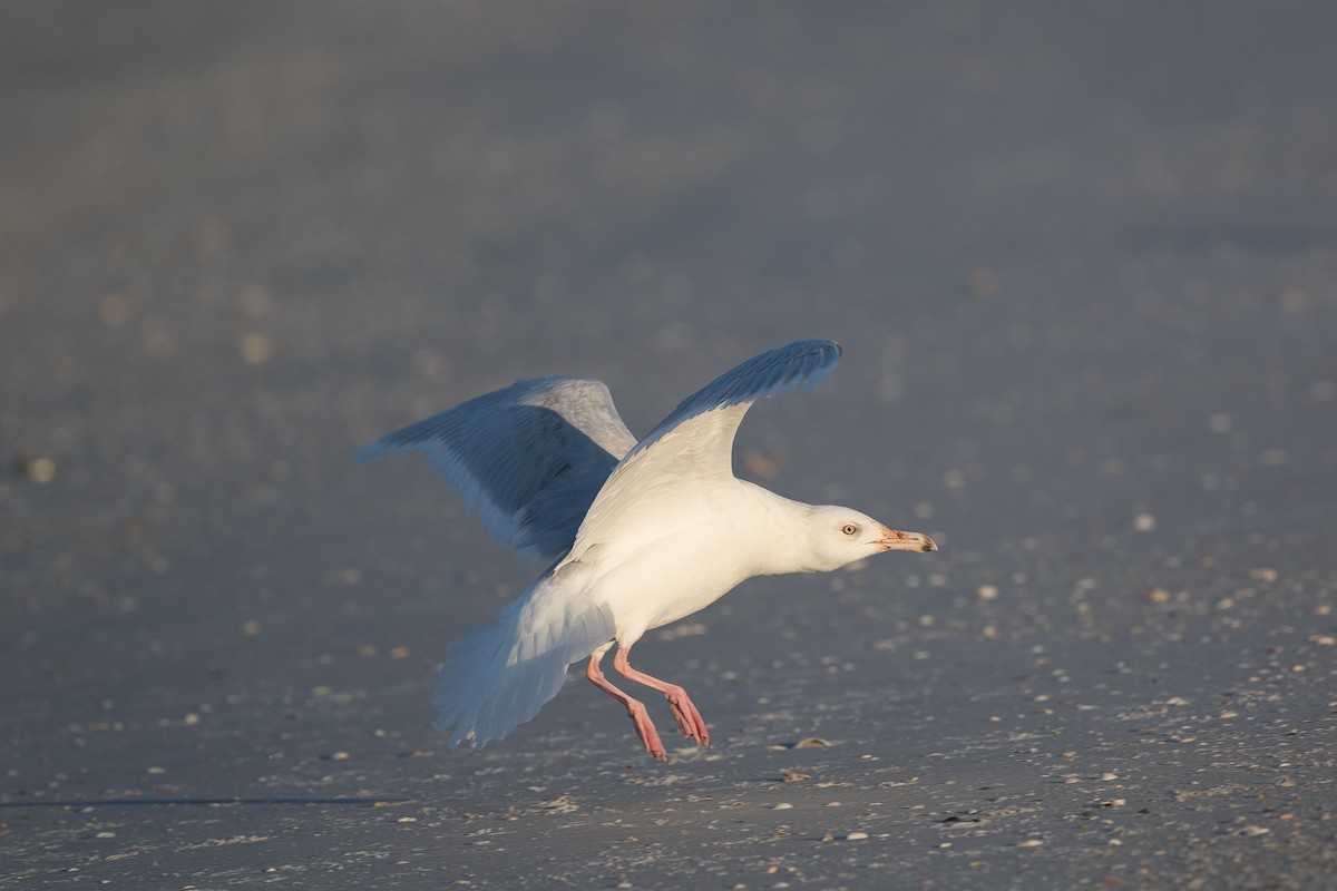 Glaucous Gull - ML78299651