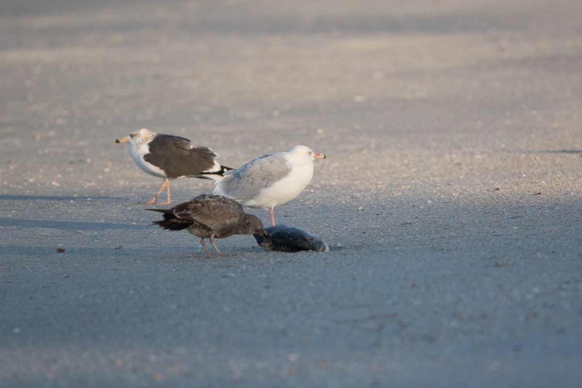 Glaucous Gull - ML78299661