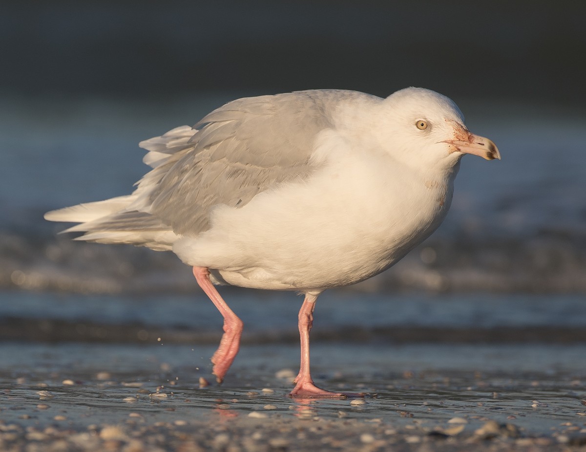 Glaucous Gull - ML78299671