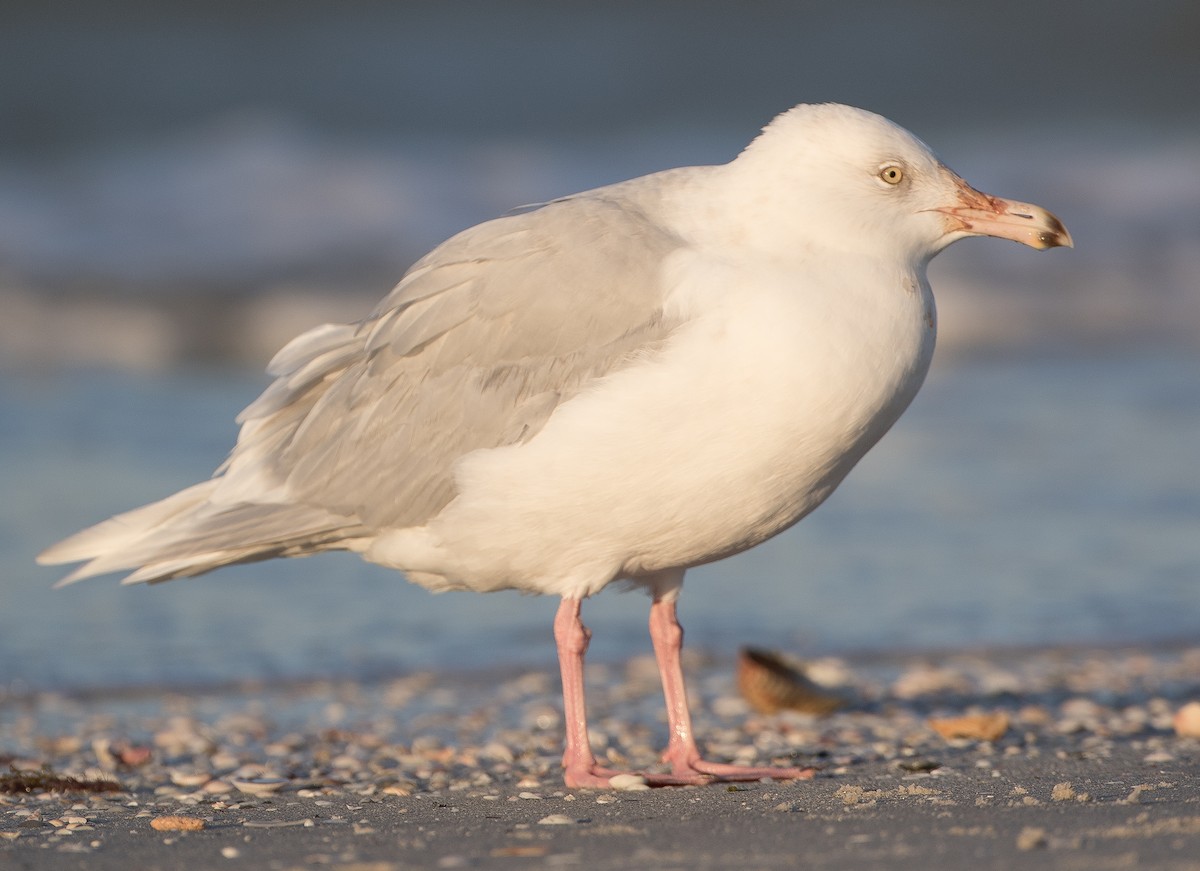 Glaucous Gull - ML78299681