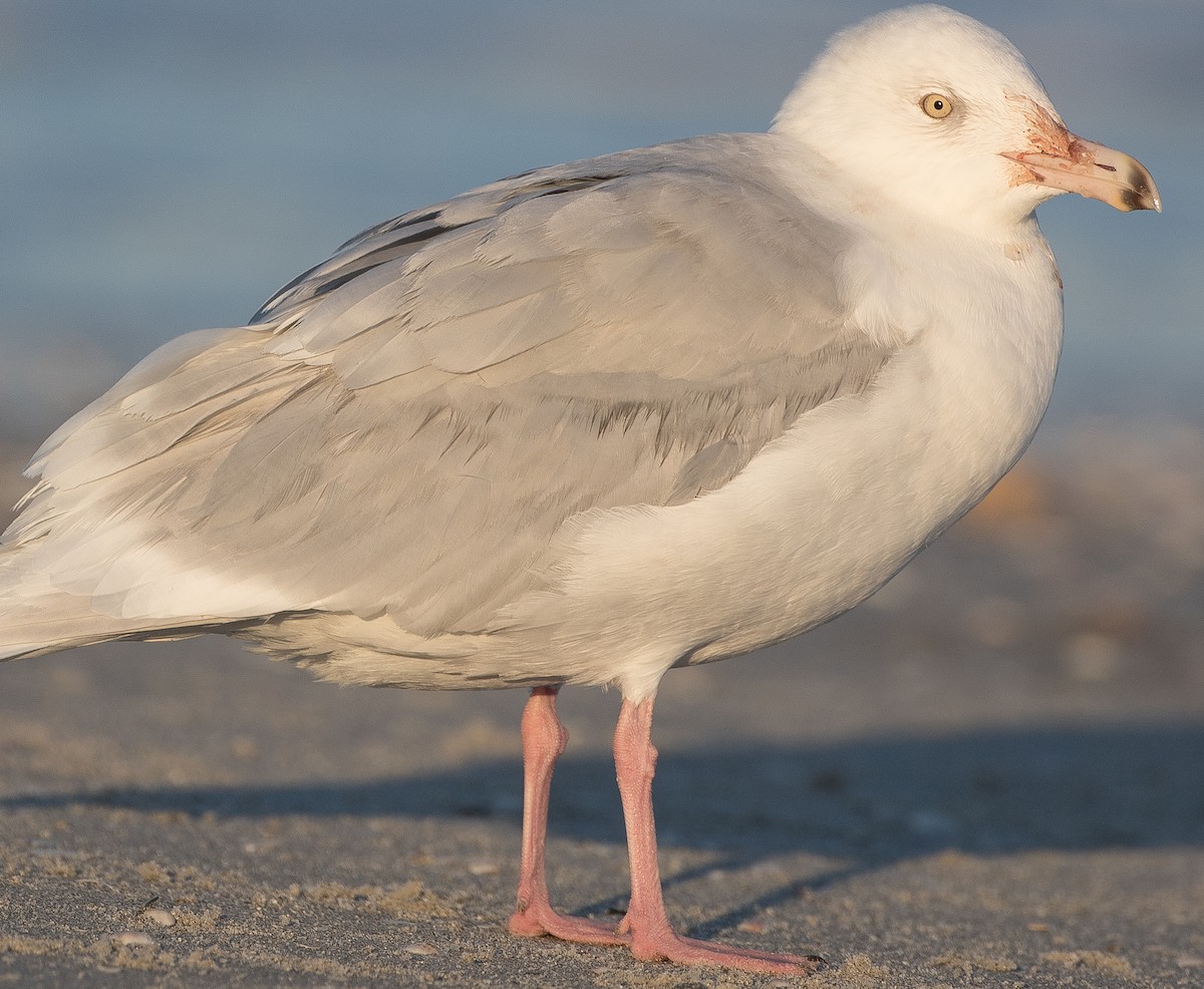 Glaucous Gull - ML78299691