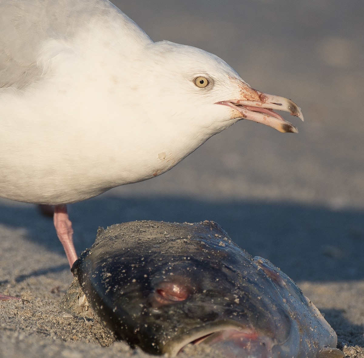 Glaucous Gull - ML78299701