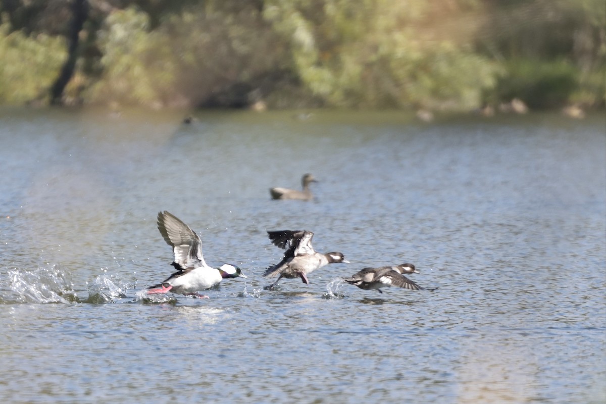 Bufflehead - ML78299741