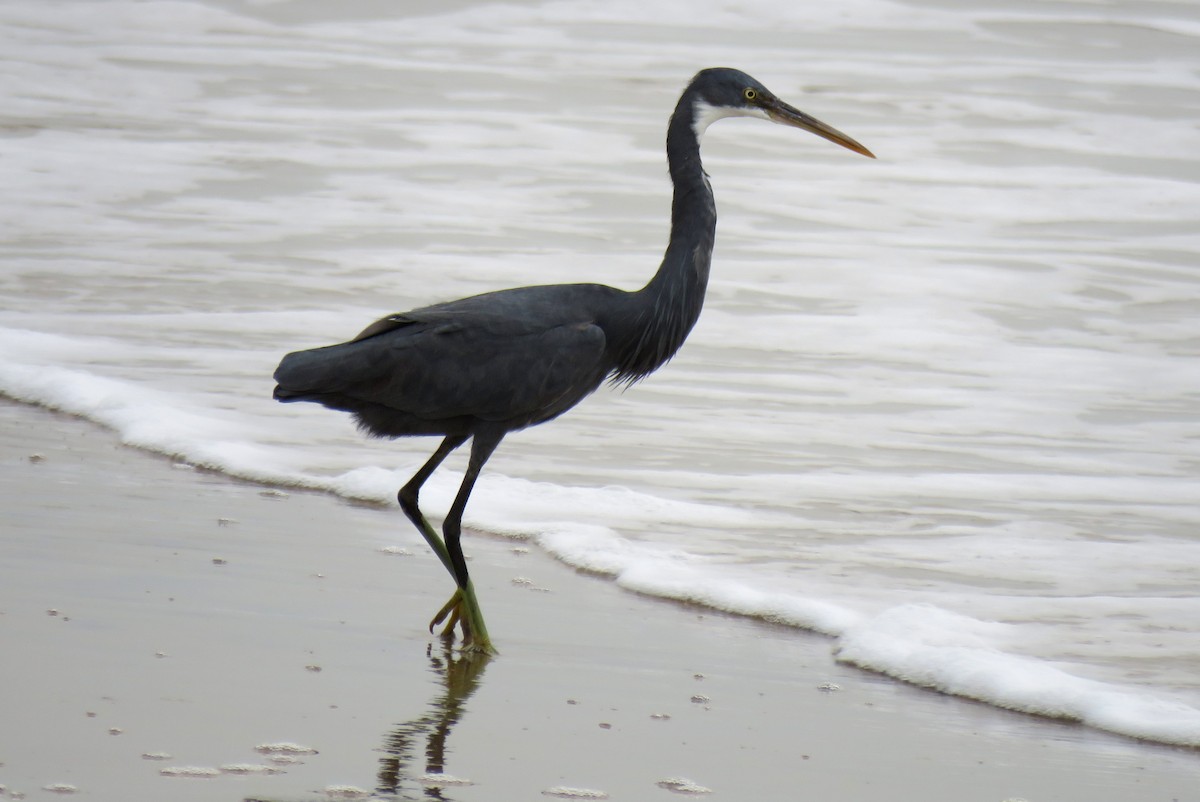 strandhegre - ML78300461