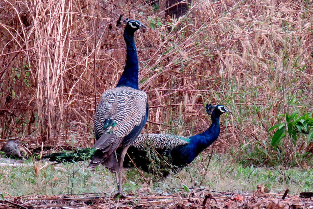 indiapåfugl - ML78300541