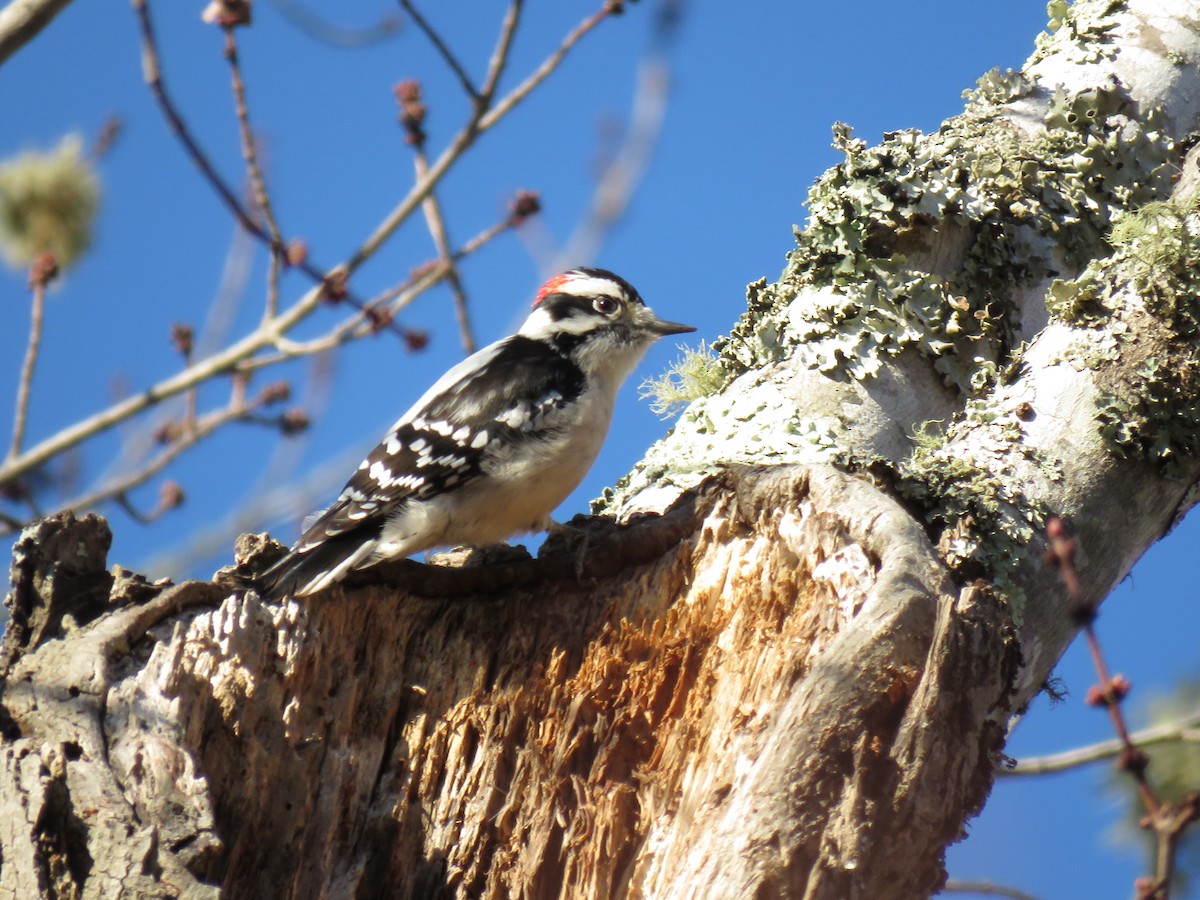 Downy Woodpecker - ML78301701