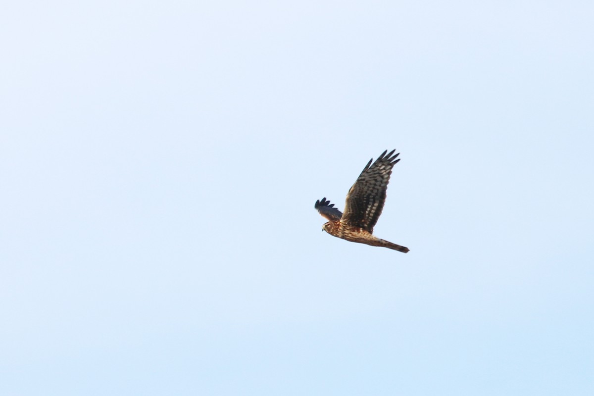 Northern Harrier - Colin Sumrall