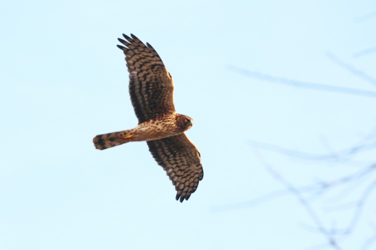 Northern Harrier - ML78302491