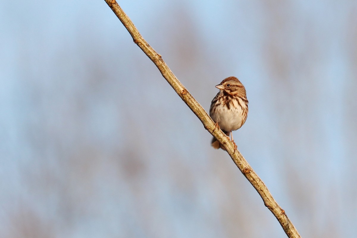 Song Sparrow - Colin Sumrall