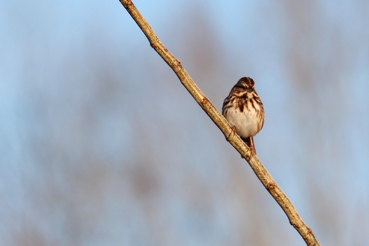 Song Sparrow - ML78302621