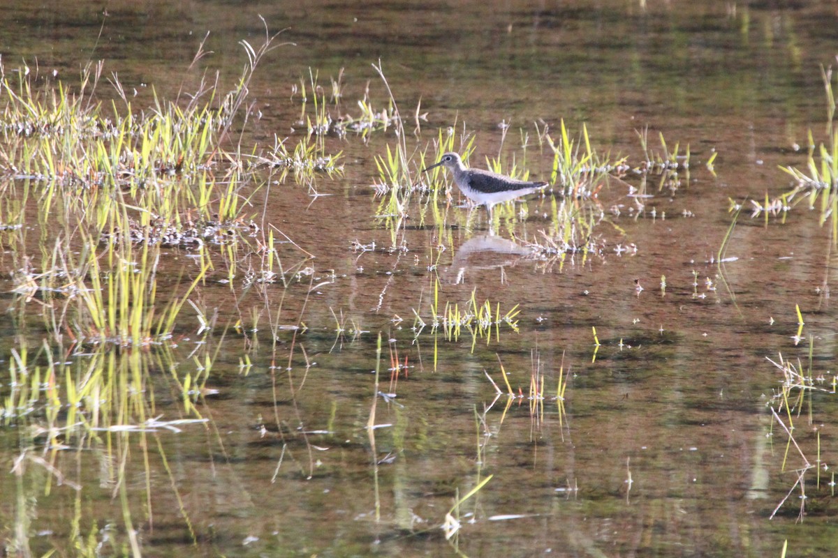 Solitary Sandpiper - Alexander Lees