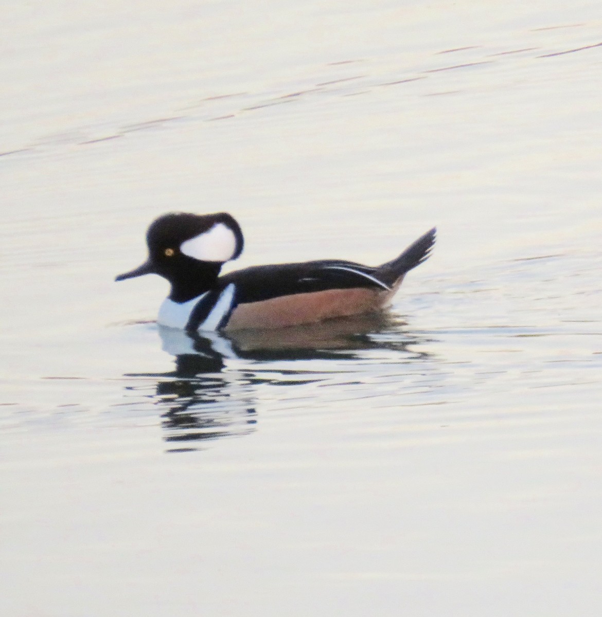 Hooded Merganser - ML78305231