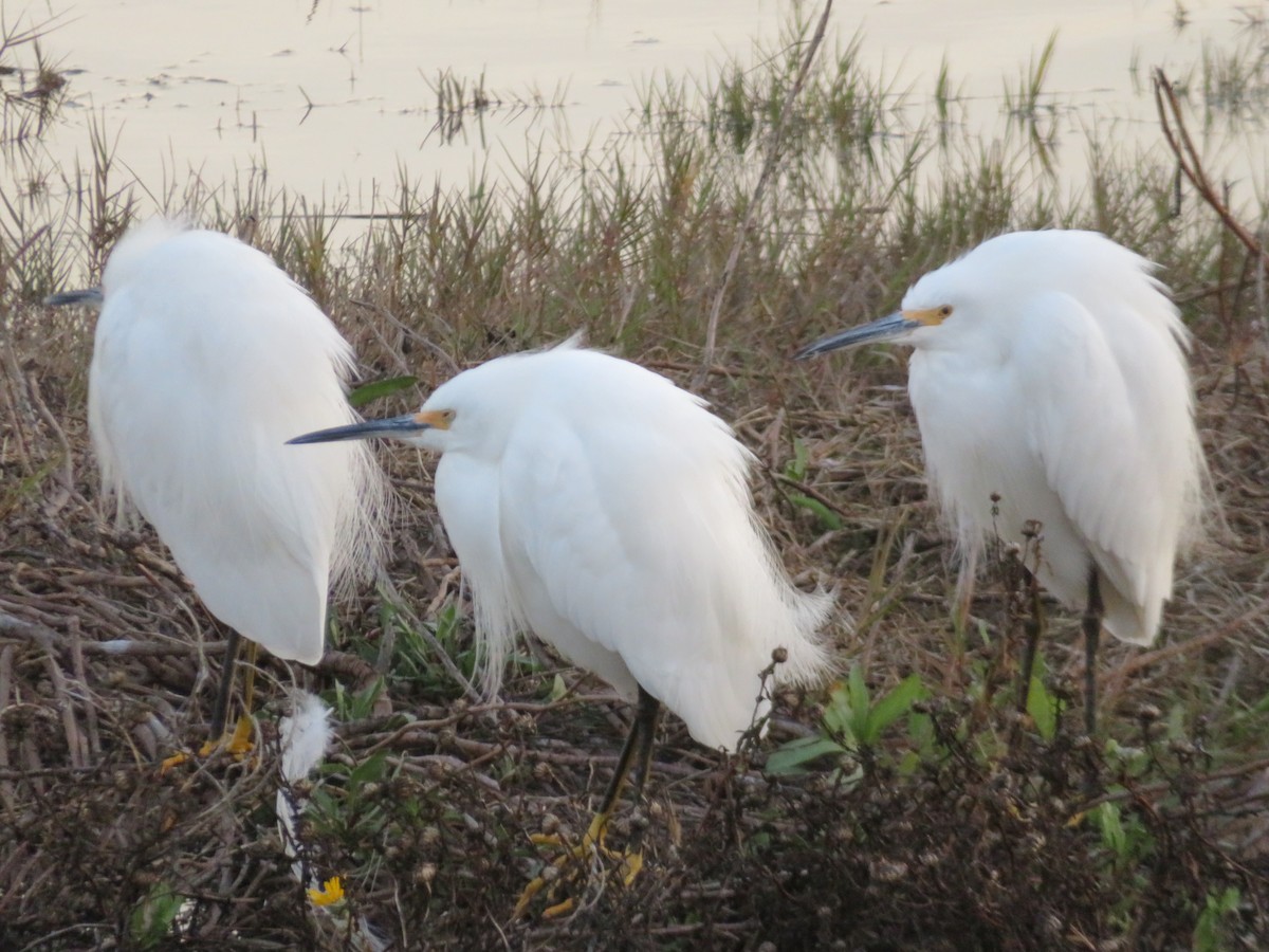 Snowy Egret - Robin Winning