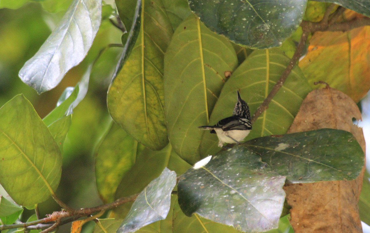 Orange-bellied Antwren - Alexander Lees