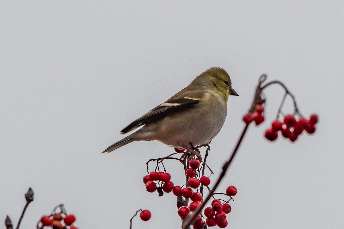 American Goldfinch - Frank King