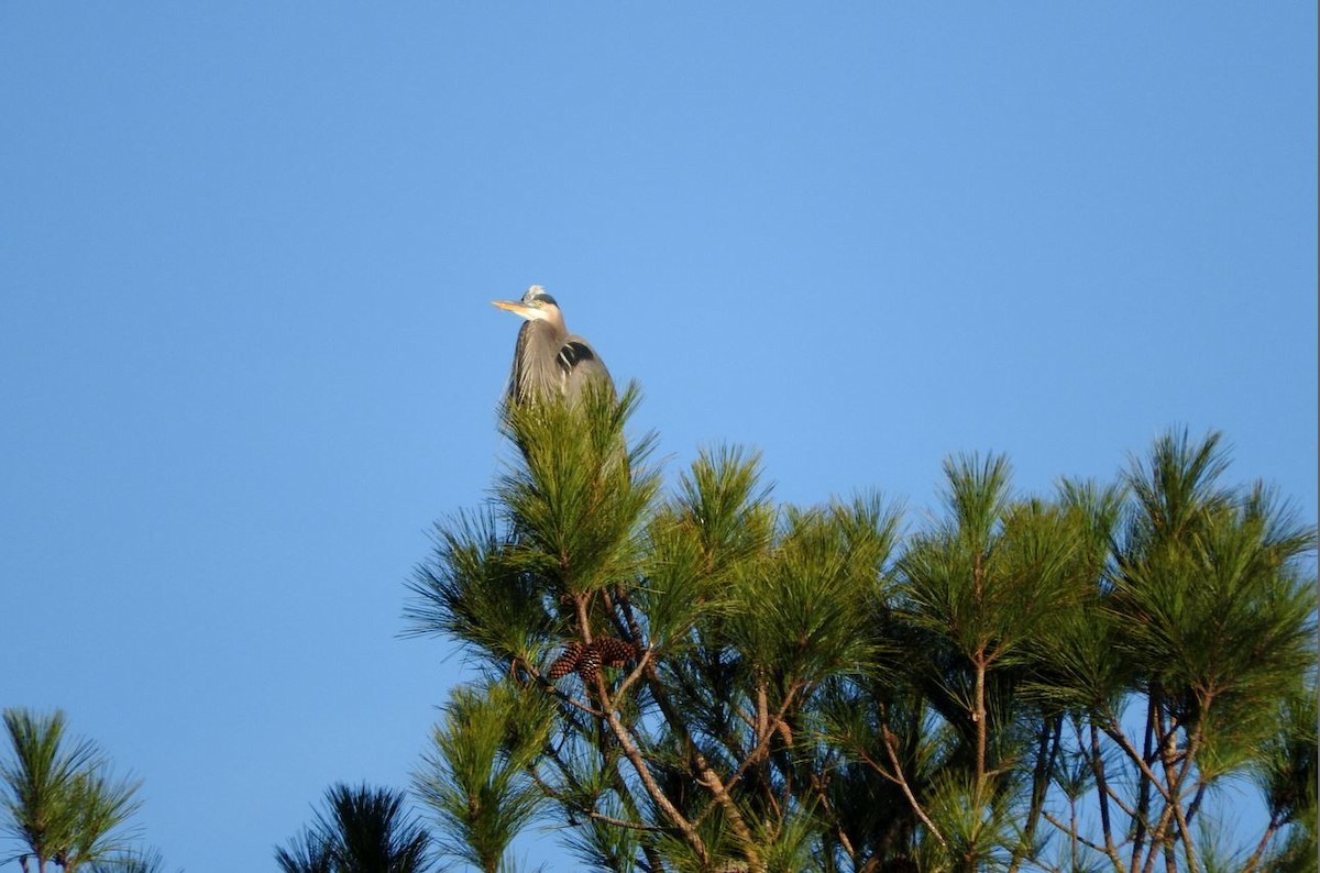 Great Blue Heron - ML78306971