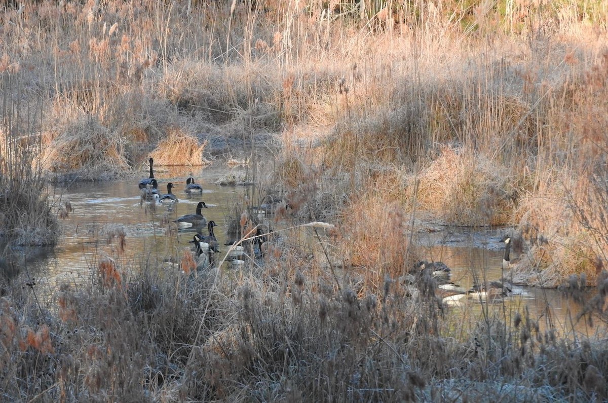 Canada Goose - ML78306991